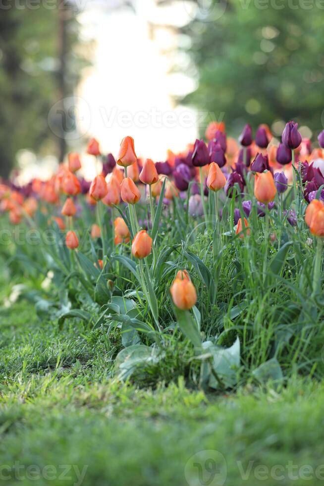 Spring field with pattern of beautiful tenderness color tulips photo