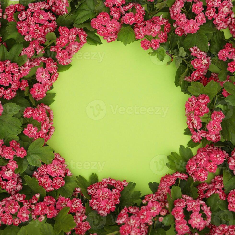 Green backgound with frame of Hawthorn flowers and copy space photo