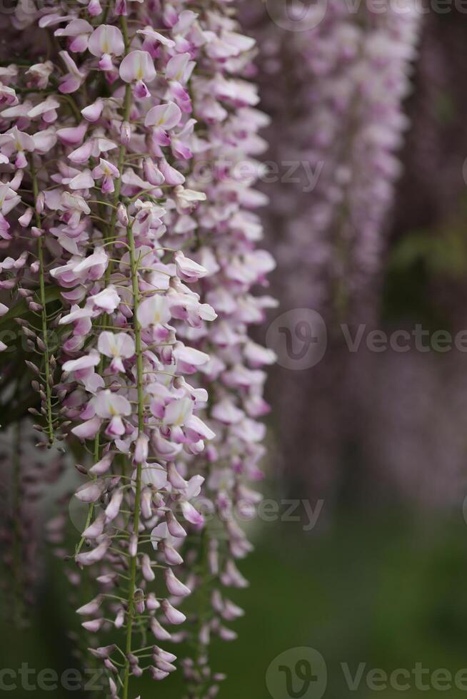 Beautiful wisteria flowers in spring garden. Beauty of spring photo