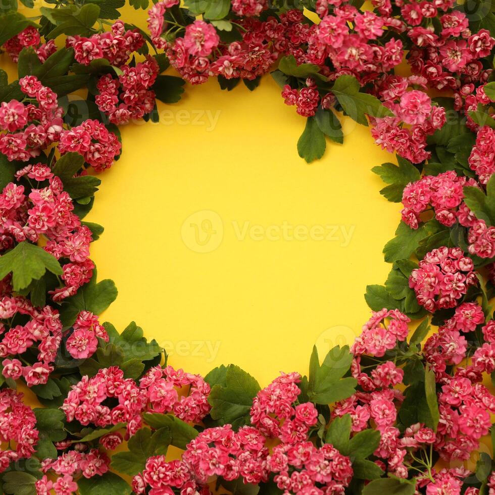 Yellow backgound with frame of Hawthorn flowers and copy space photo