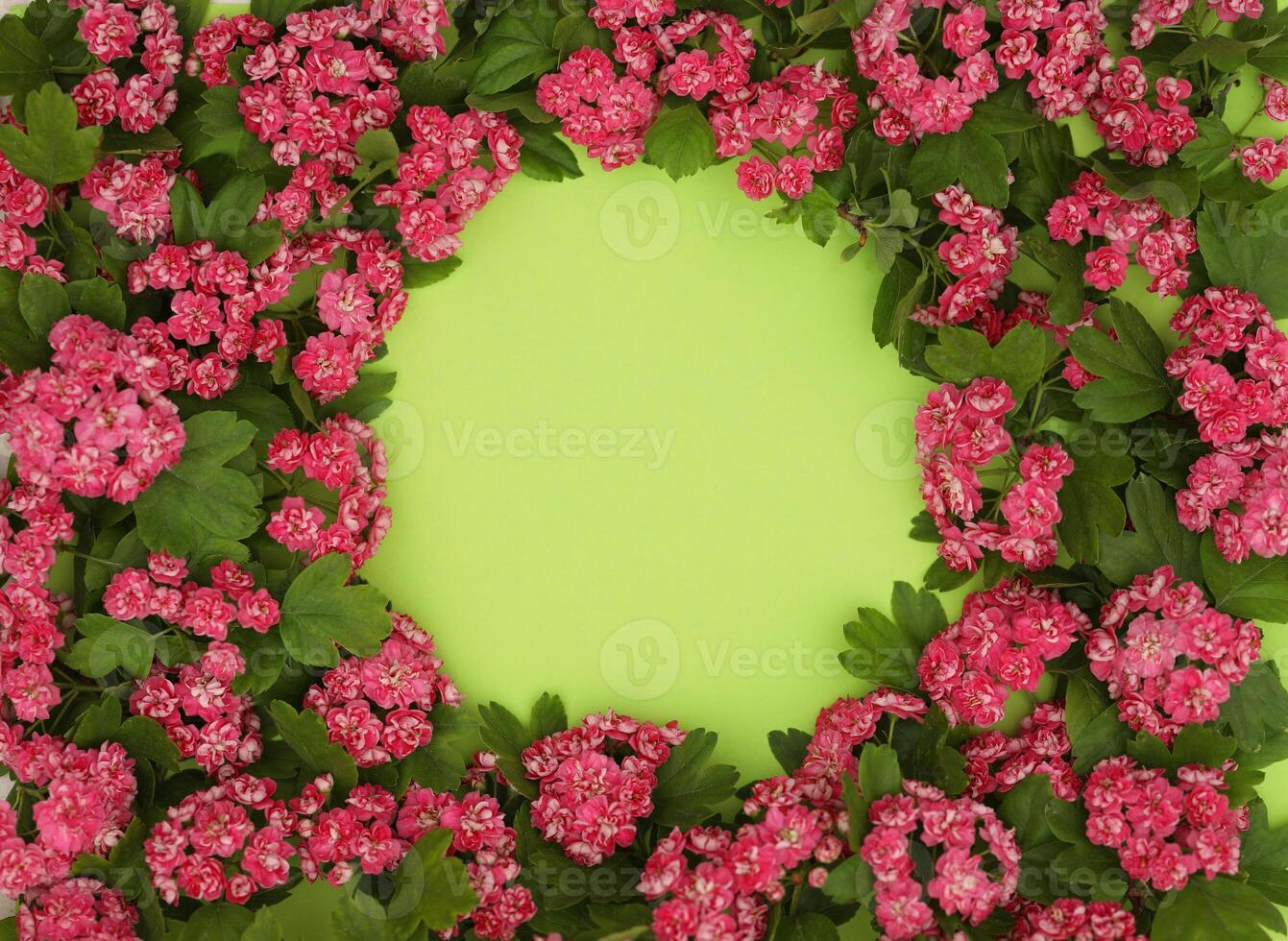 Green backgound with frame of Hawthorn flowers and copy space photo