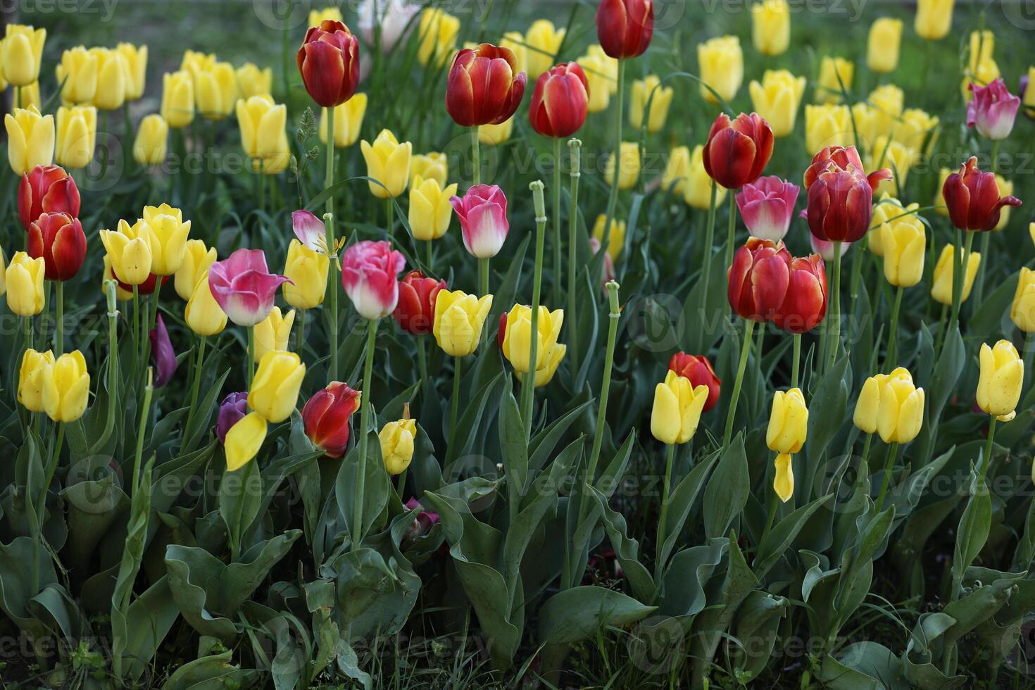 Spring field with pattern of beautiful tenderness color tulips photo