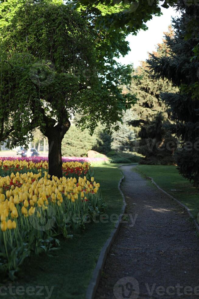 Spring field with pattern of beautiful tenderness color tulips photo