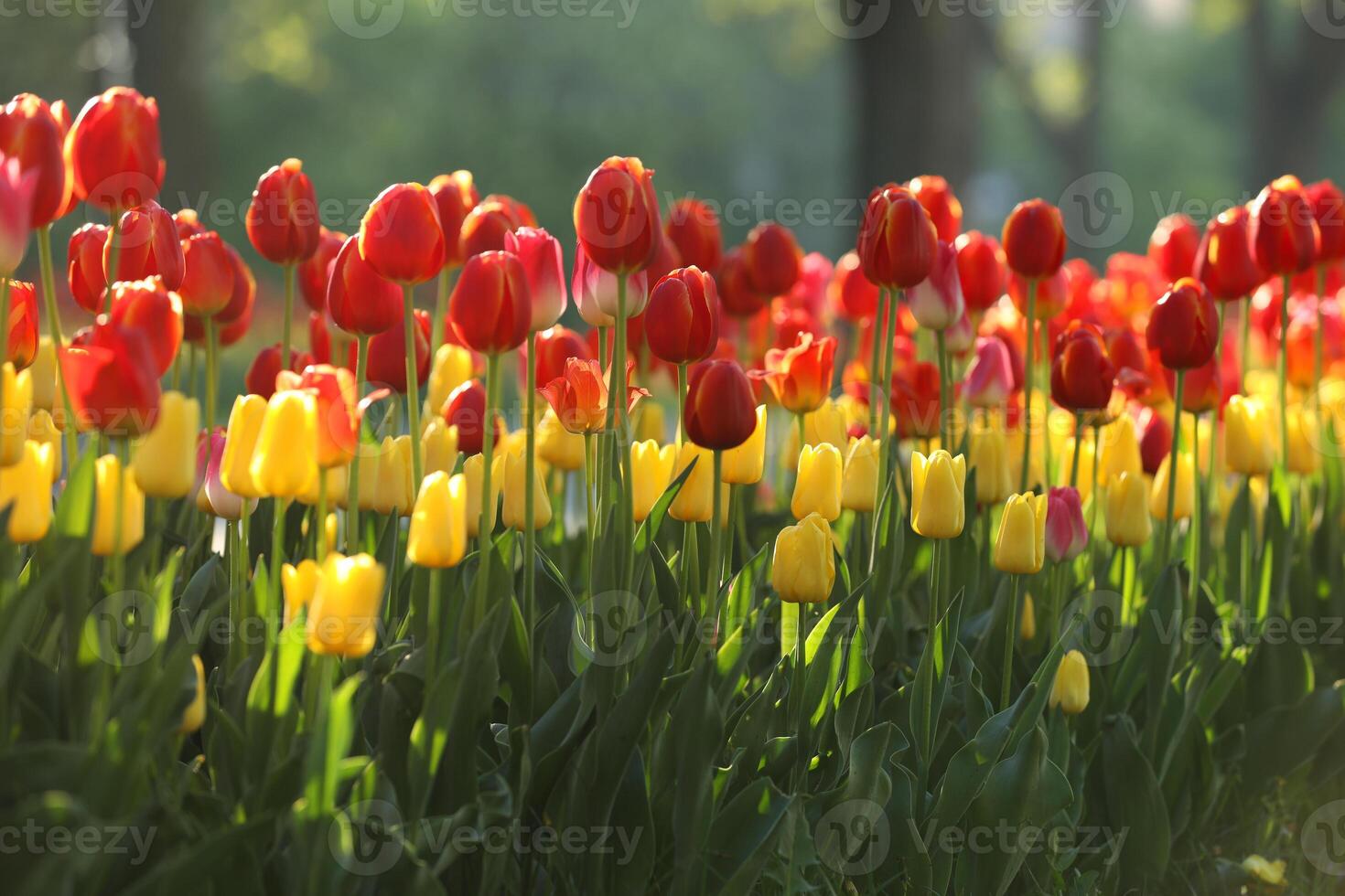 Spring field with pattern of beautiful tenderness color tulips photo