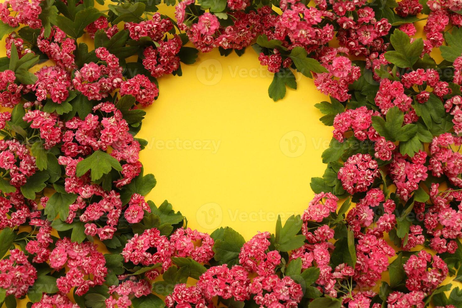 Yellow backgound with frame of Hawthorn flowers and copy space photo