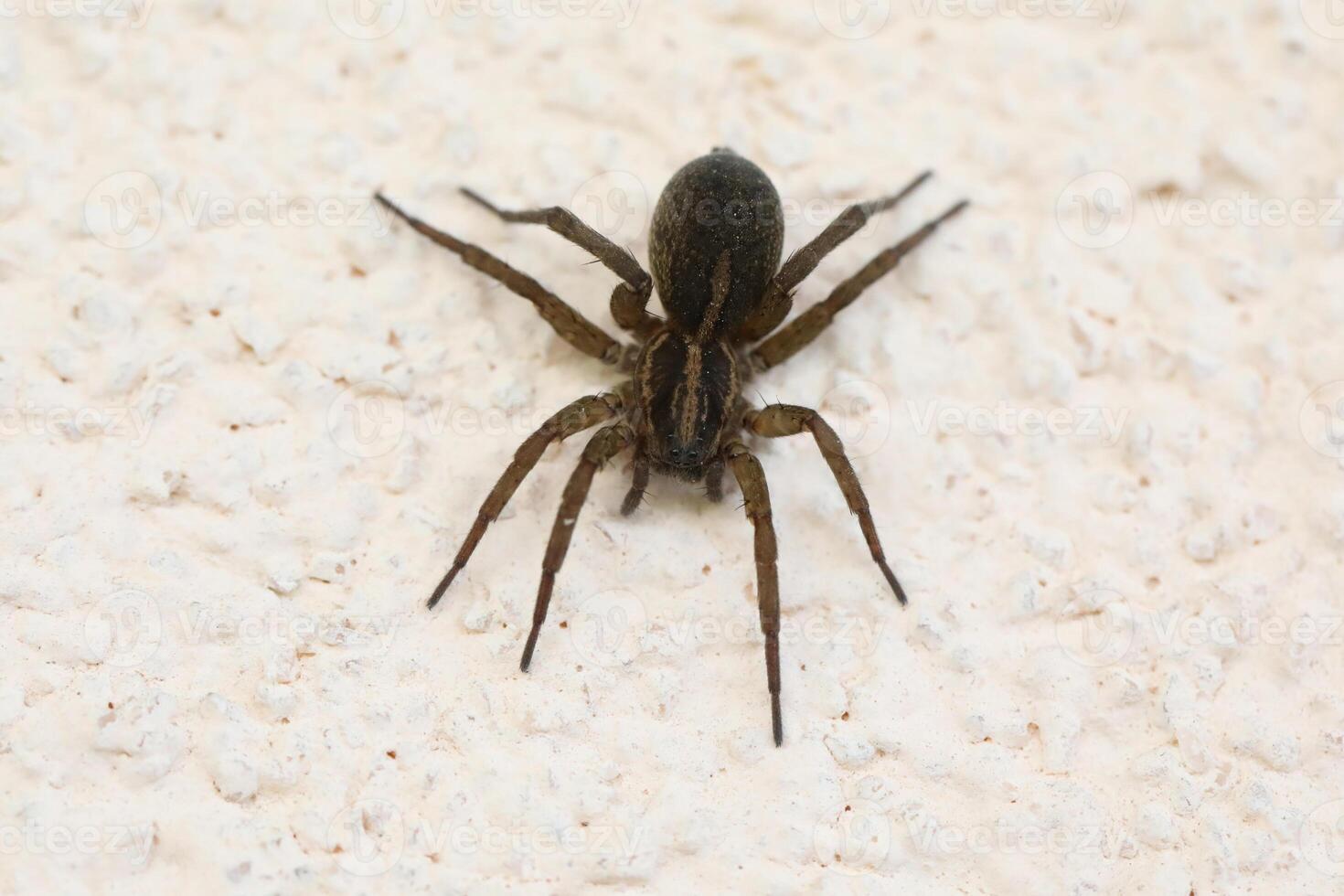 Big brown wolf spider on the wall. Macro photo of spider