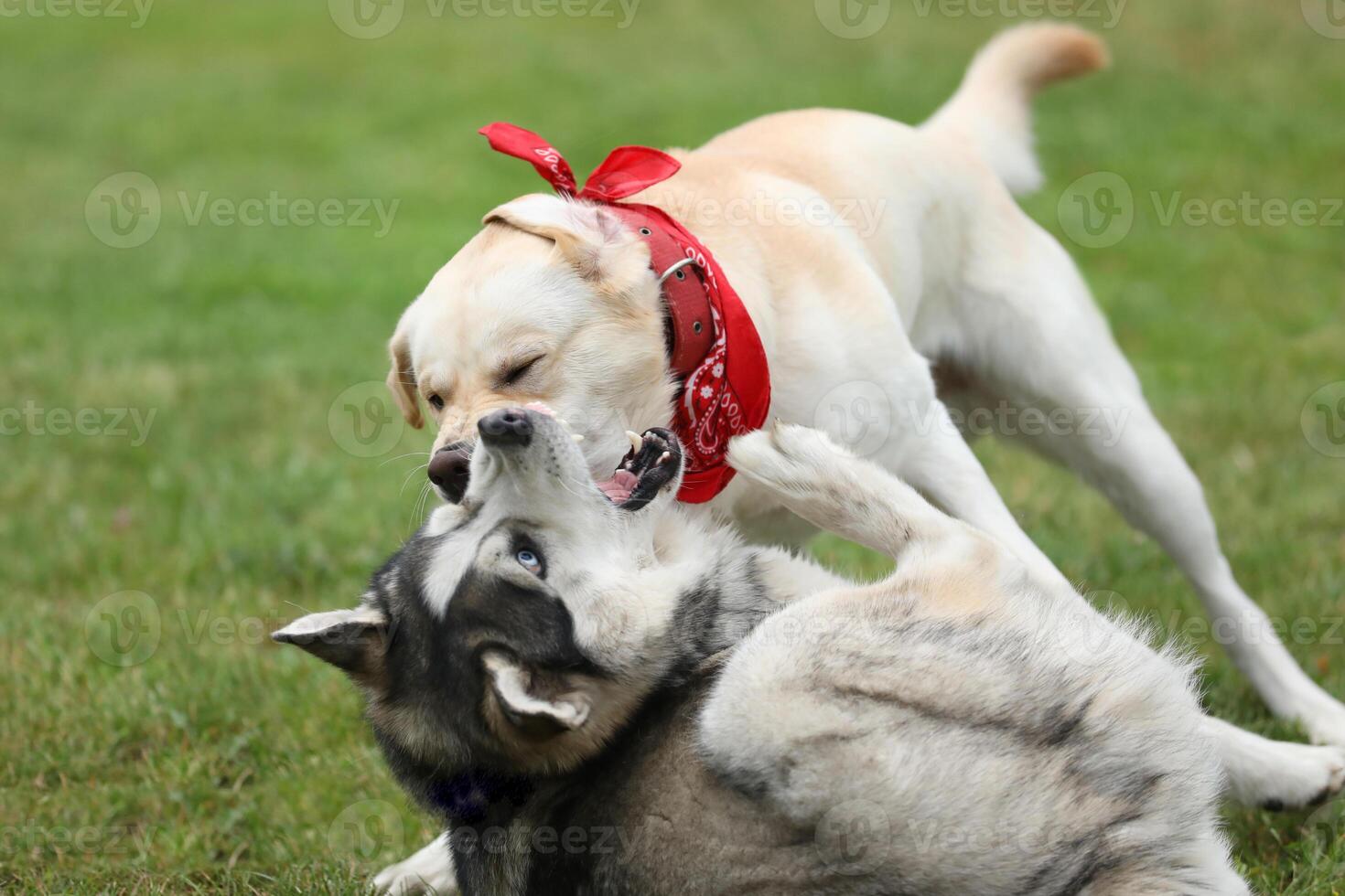 Dogs playing in the park. Husky with labrador retriever playing in the park photo