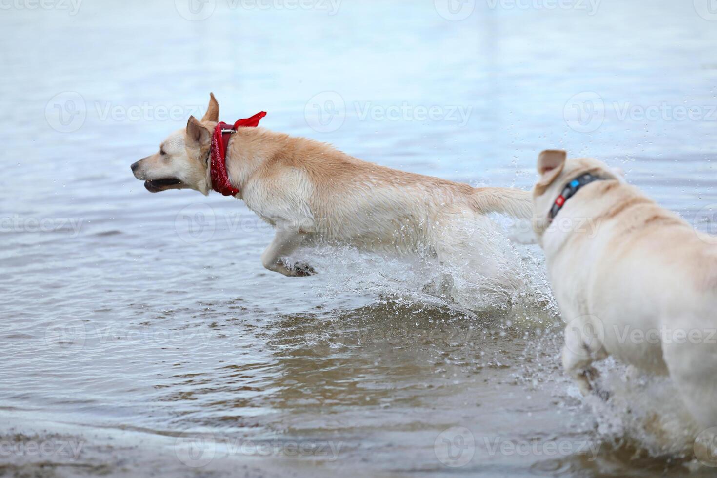 Dog playing in the water. Labrador retriever playing on the beach photo