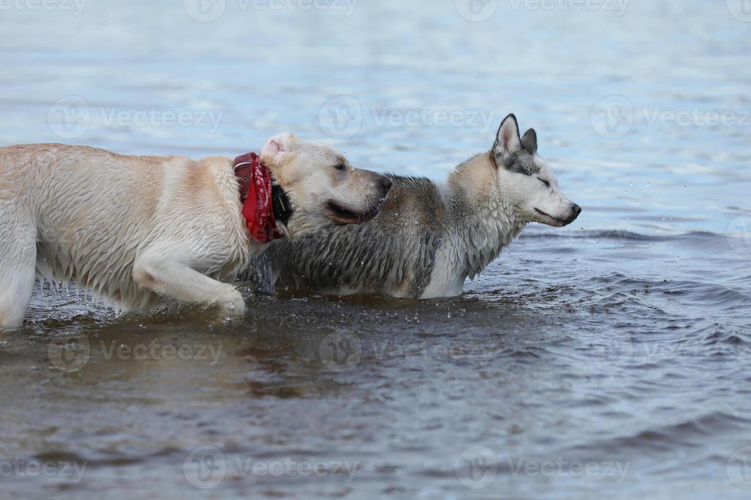 Dogs playing in the water. Husky with labrador retriever playing on the beach photo