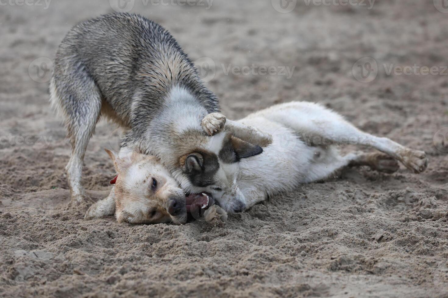 Dogs playing in the sand. Husky with labrador retriever playing on the beach photo