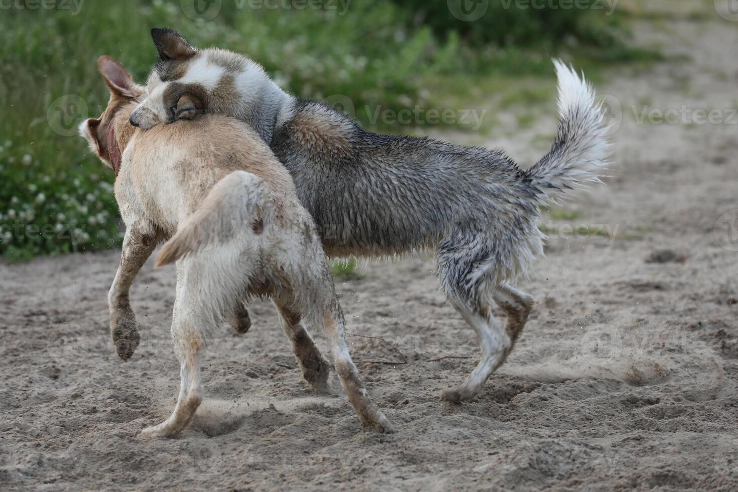 Dogs playing in the sand. Husky with labrador retriever playing on the beach photo