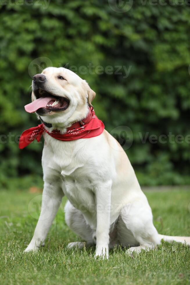 Cute labrador retriever in red bandana in the park photo