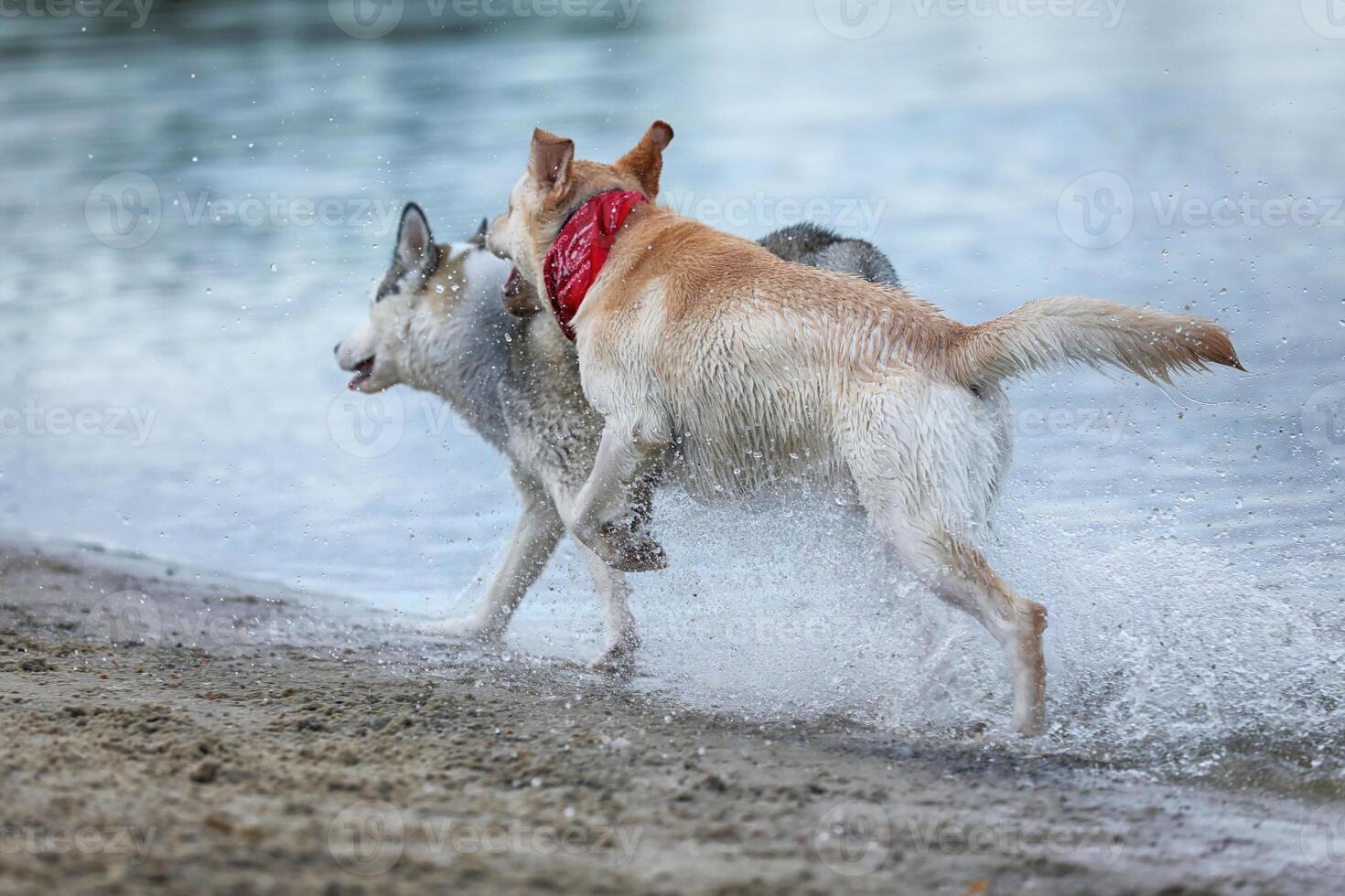 Dogs playing in the water. Husky with labrador retriever playing on the beach photo