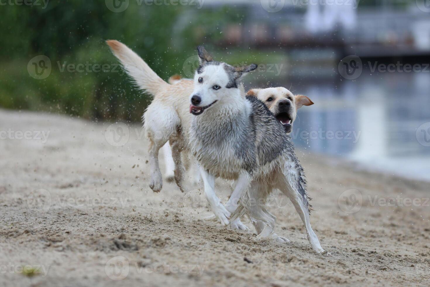 Dogs playing in the sand. Husky with labrador retriever playing on the beach photo