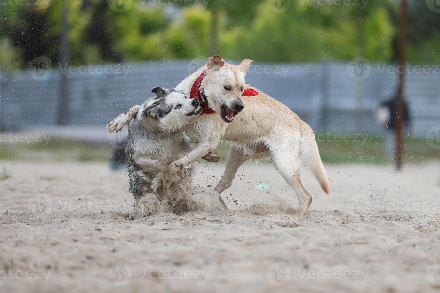 Dogs playing in the sand. Husky with labrador retriever playing on the beach photo