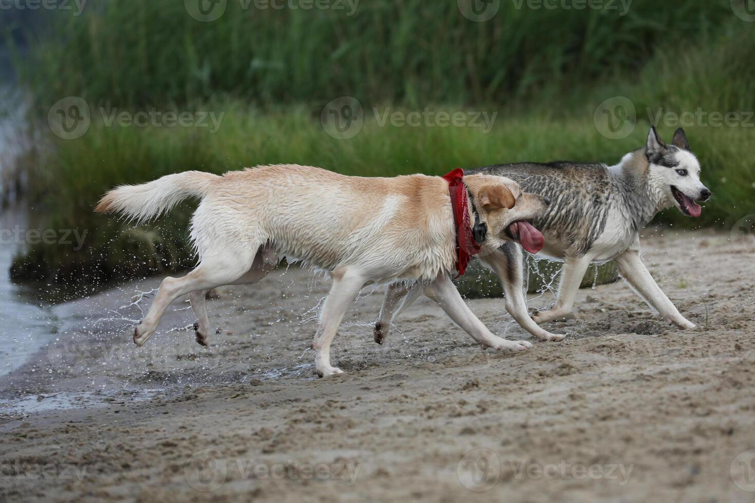 Dog playing in the sand. Labrador retriever playing on the beach photo