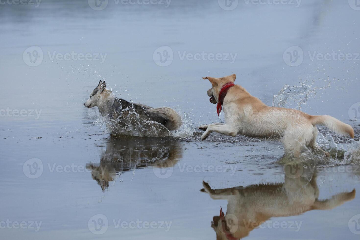 Dogs playing in the water. Husky with labrador retriever playing on the beach photo