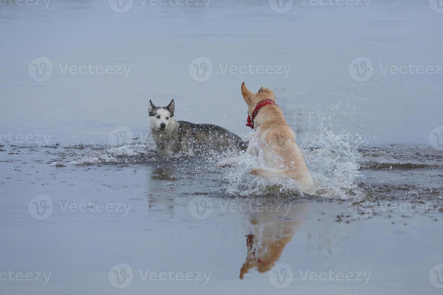 Dogs playing in the water. Husky with labrador retriever playing on the beach photo