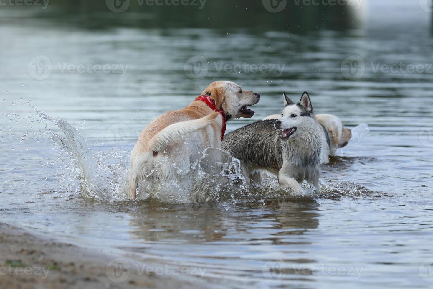 Dogs playing in the water. Husky with labrador retriever playing on the beach photo