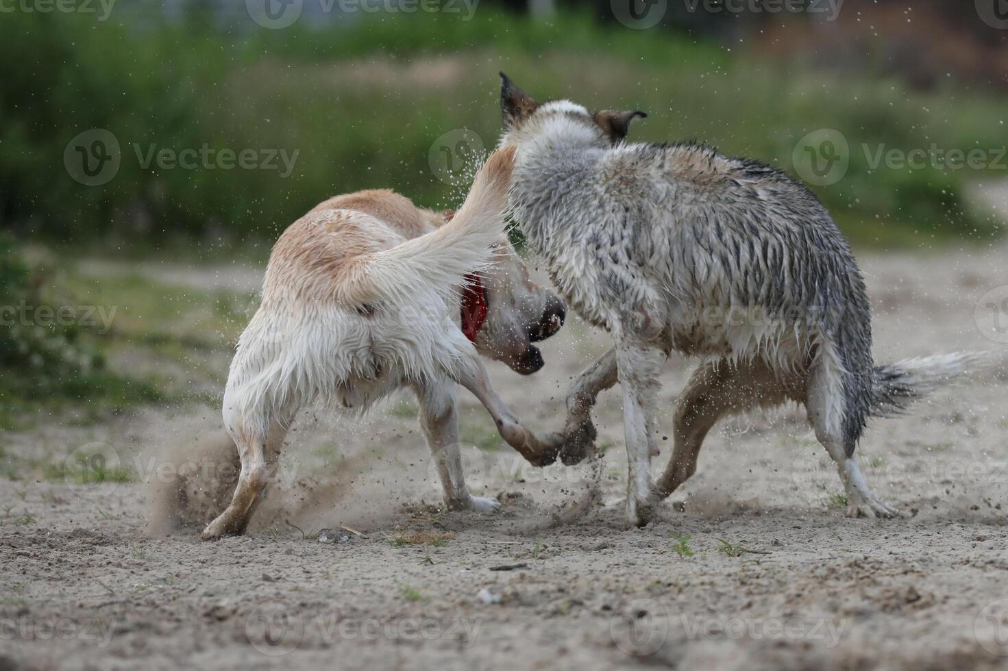 Dogs playing in the sand. Husky with labrador retriever playing on the beach photo