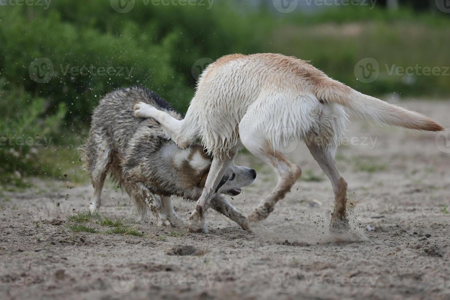 Dogs playing in the sand. Husky with labrador retriever playing on the beach photo