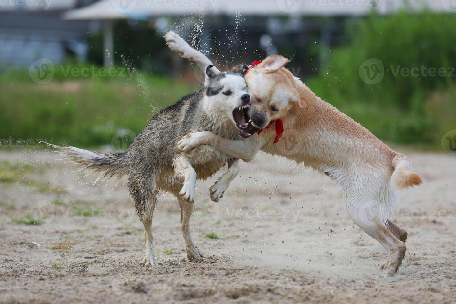 Dogs playing in the sand. Husky with labrador retriever playing on the beach photo