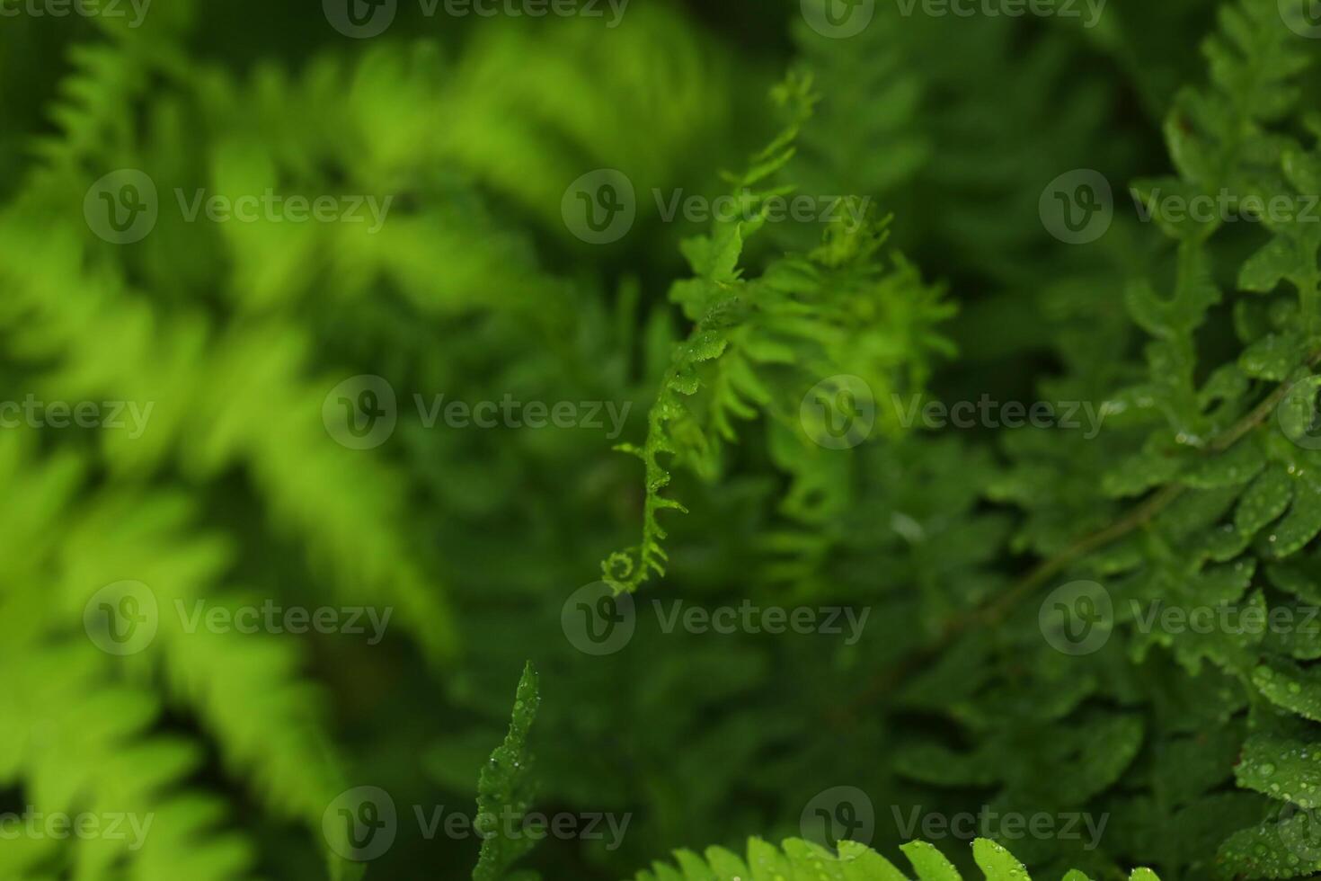Green abstract botanical background with fern leaves in forest photo