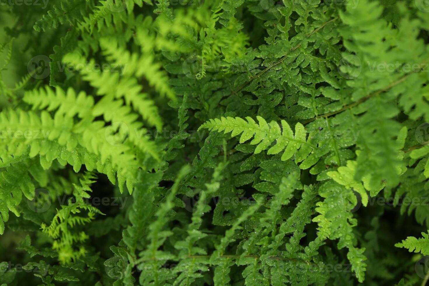Green abstract botanical background with fern leaves in forest photo