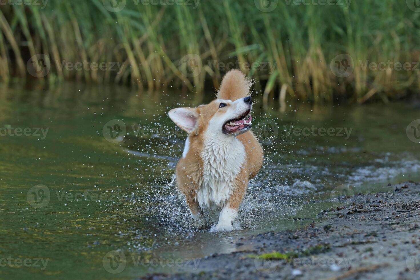 Cute pembroke welsh corgi having fun in the water on the beach photo