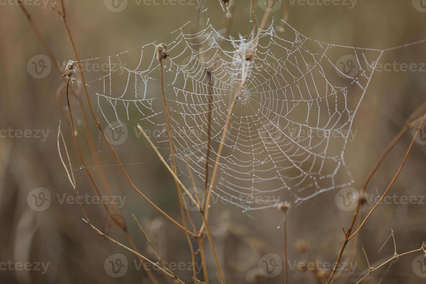 Spider web in the grass. Water drops on spider web photo