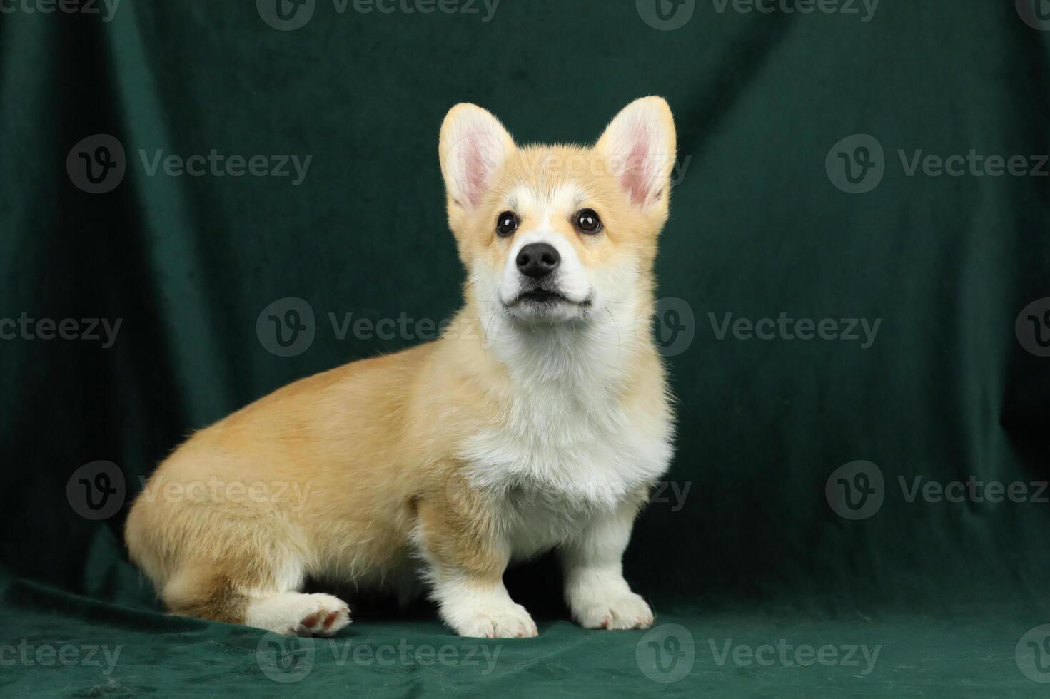 Cute small pembroke welsh corgi puppy photo
