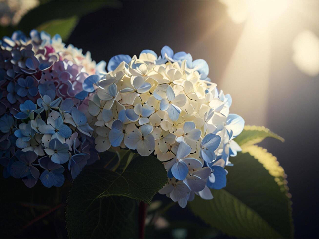 Hydrangea Closeup Picture for banner, poster, cover, brochure or presentation. photo