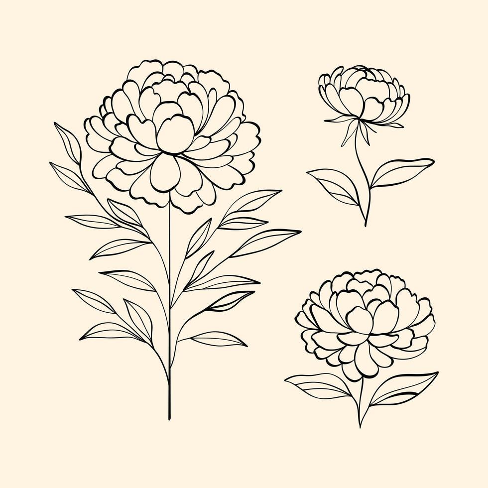 Collection of elegant peony flower line art illustrations on a beige background. For invitations, wall art, and design projects vector
