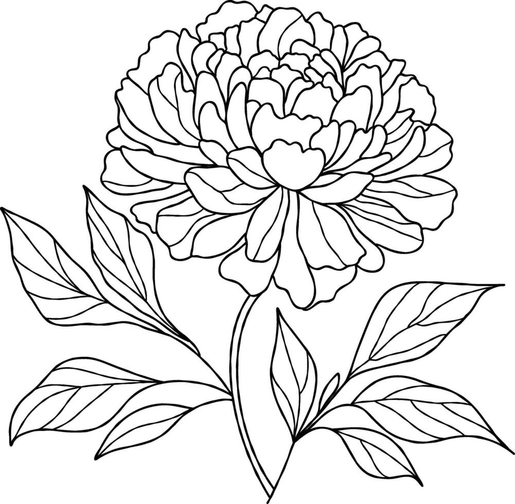 Hand drawn flower peony flower illustration line art and leaves on a white background. For coloring pages, botanical designs, and minimalist art. vector