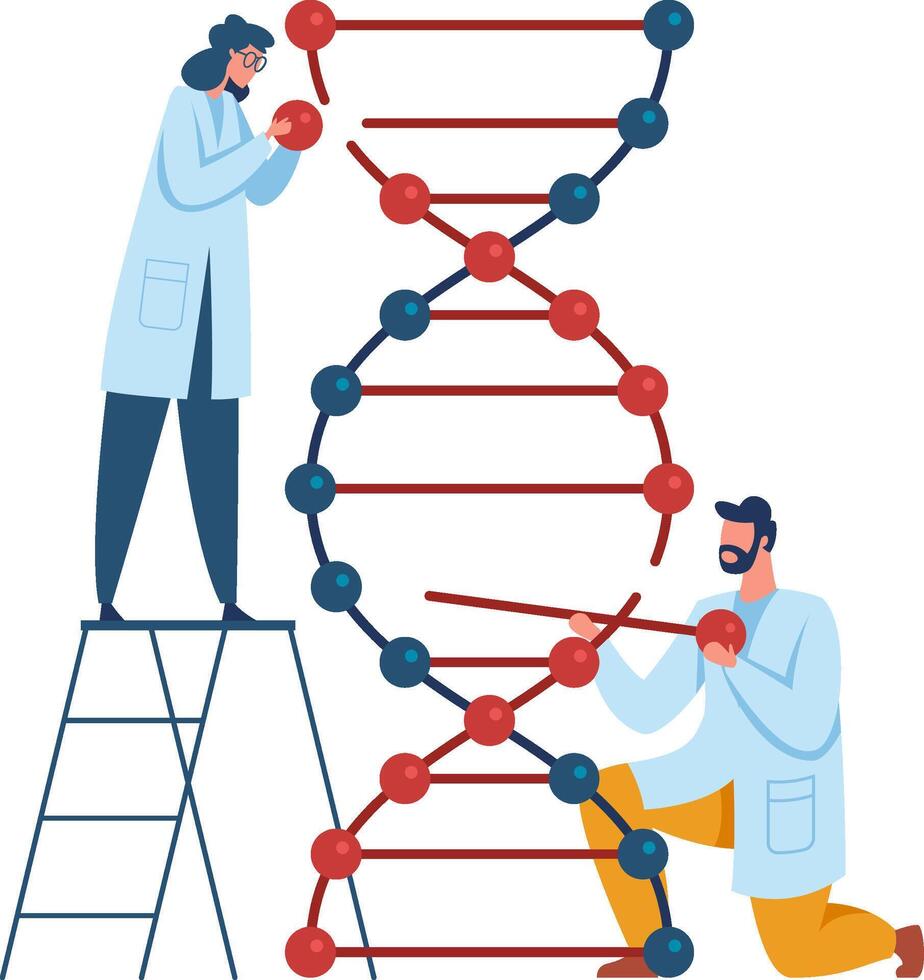 Two scientists building a dna model are conducting genetic research, exploring the field of biotechnology and making advancements in science vector