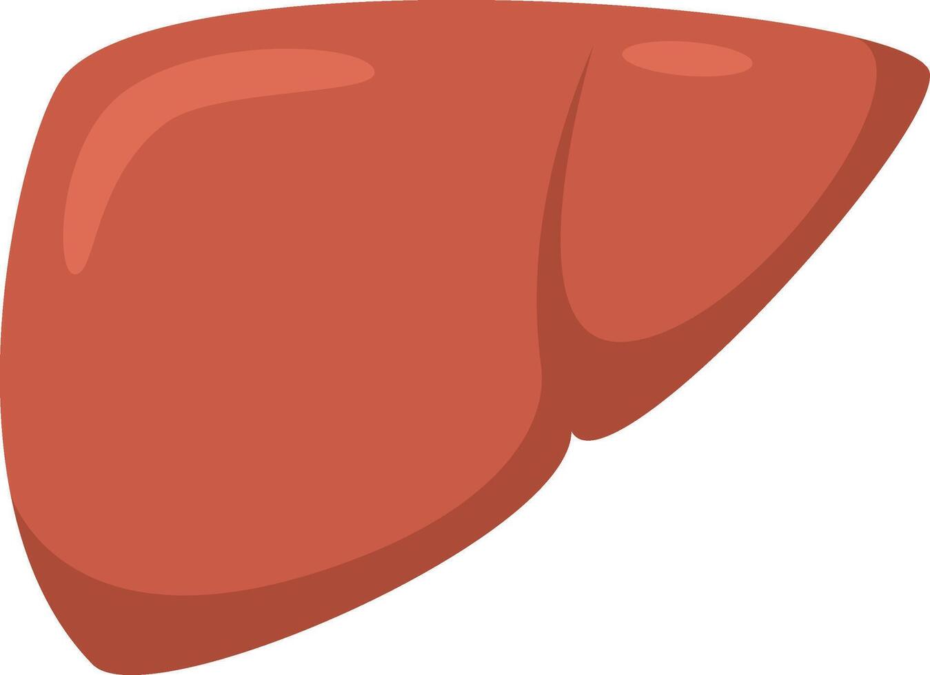 Realistic illustration of a healthy human liver, raising awareness for organ donation and emphasizing the importance of a healthy lifestyle vector