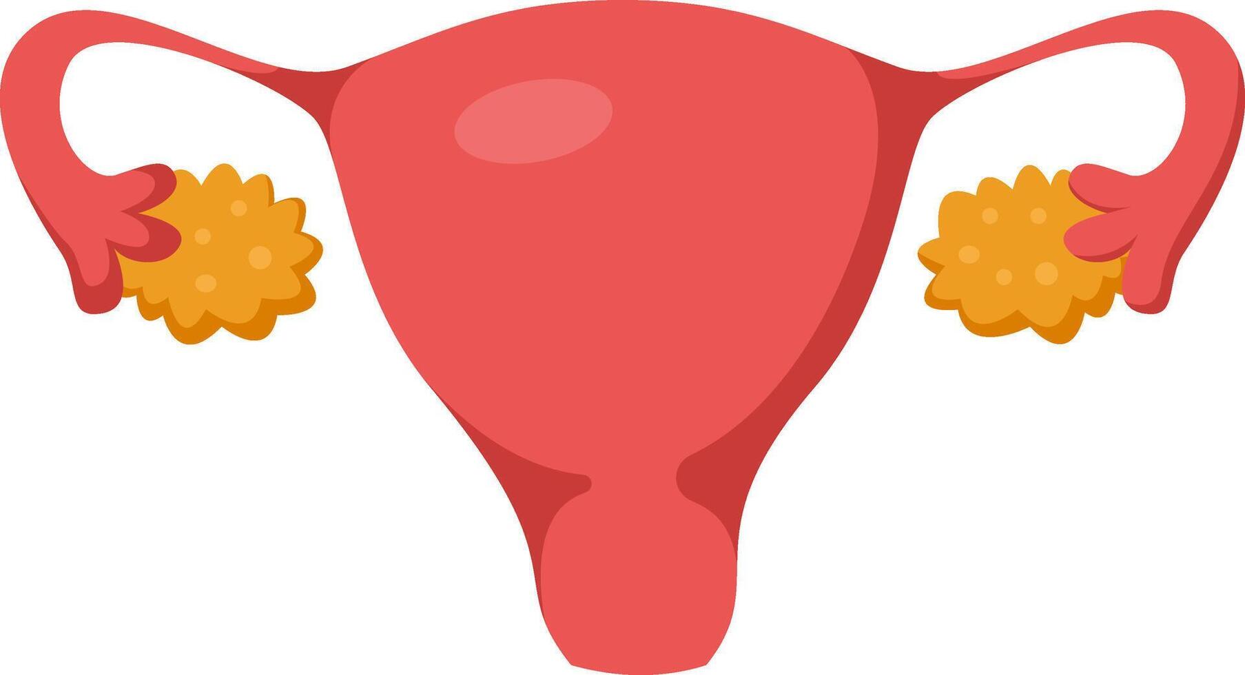 Medical illustration representing female reproductive organs including uterus, fallopian tubes, fimbriae and ovaries releasing an egg cell during ovulation vector