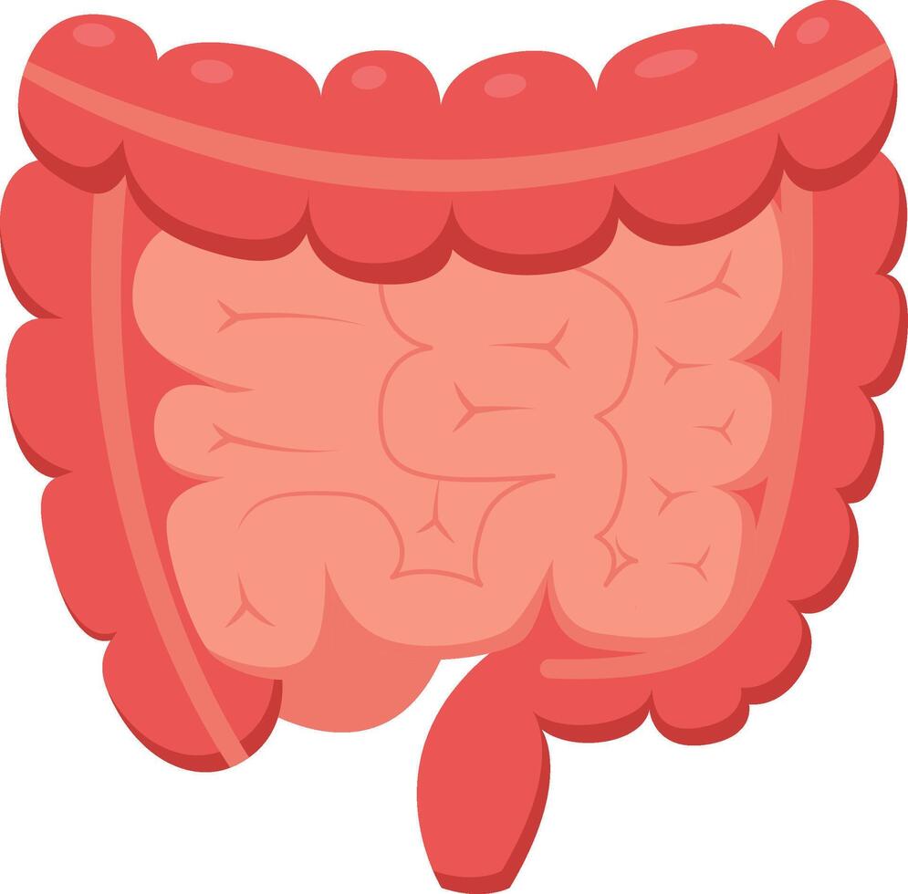 Medical illustration representing human intestines, highlighting colon and appendix, useful for educational and healthcare related projects vector
