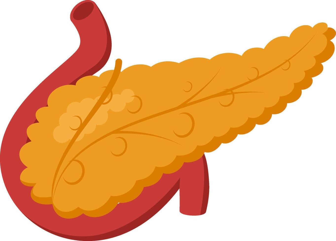 Medical illustration showing healthy human pancreas producing digestive enzymes and hormones, connected to duodenum and bile duct vector
