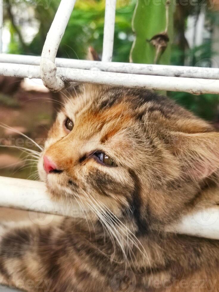 an orange cat is being lazy after eating photo