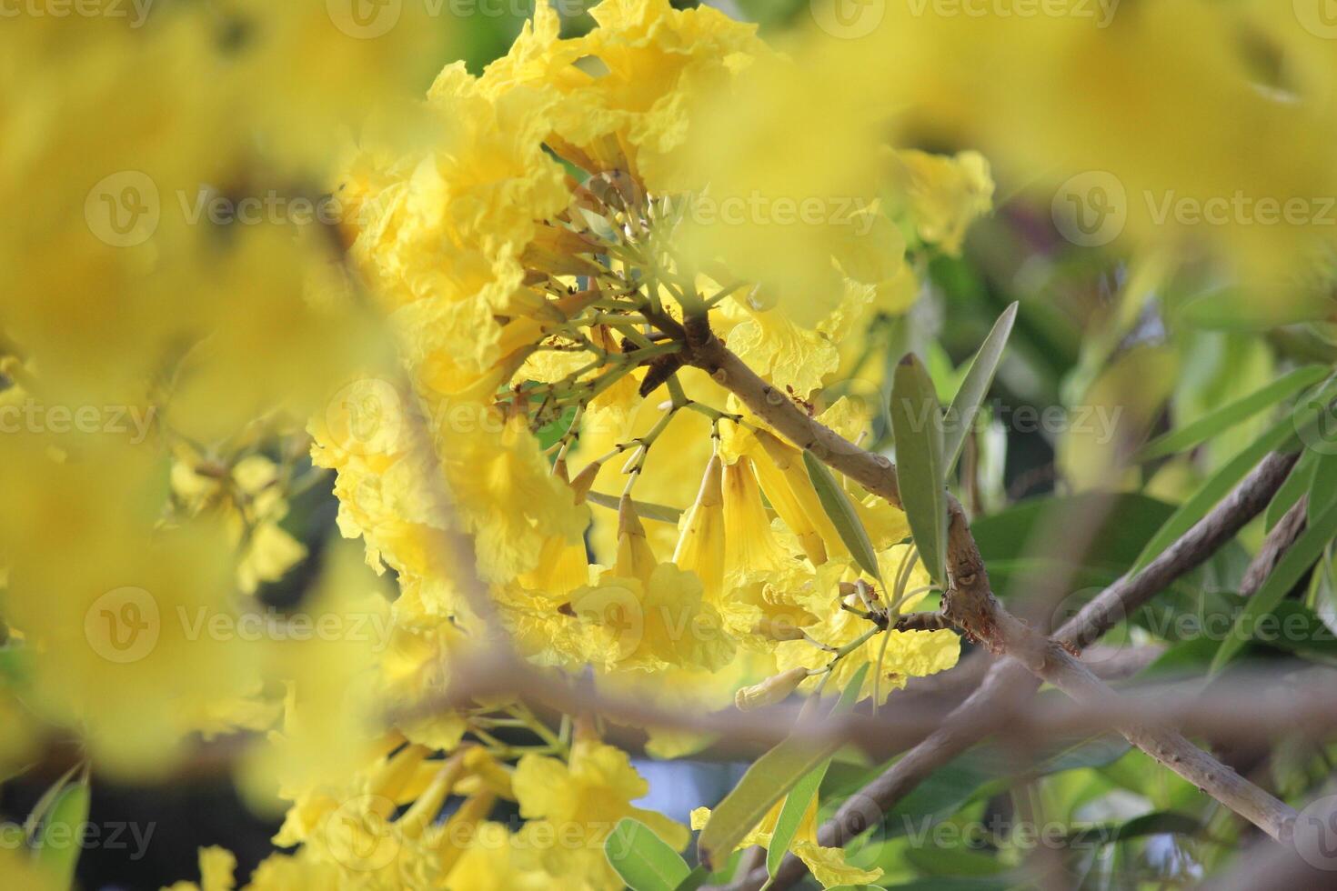 close up Tabebuya Handroanthus chrysotrichus, Yellow Tabebuya or Golden Trumpet Tree in bloom photo