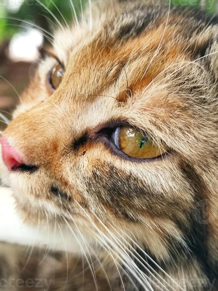 an orange cat is being lazy after eating photo