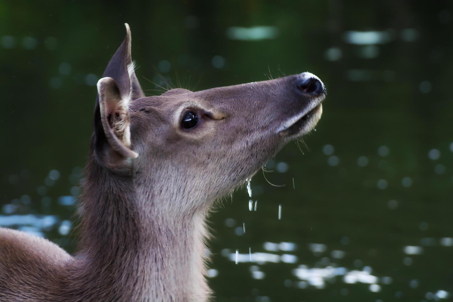 potrait photography of wildlfe deer look at sky photo