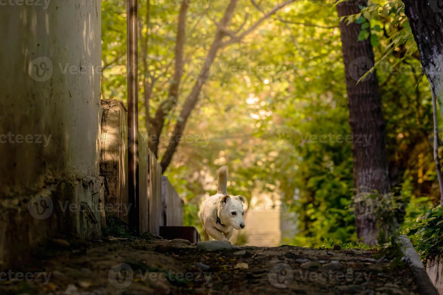 A pet dog walks outdoors. Purebred breed Jack Russell Terrier male photo
