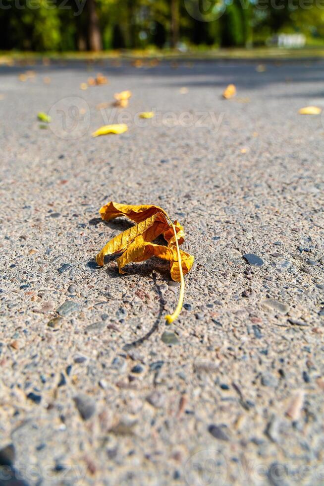 Experience the enchanting beauty of nature in autumn as tree branches come alive with vibrant hues of yellow and brown. Capture the mesmerizing closeup of seasonal leaves photo