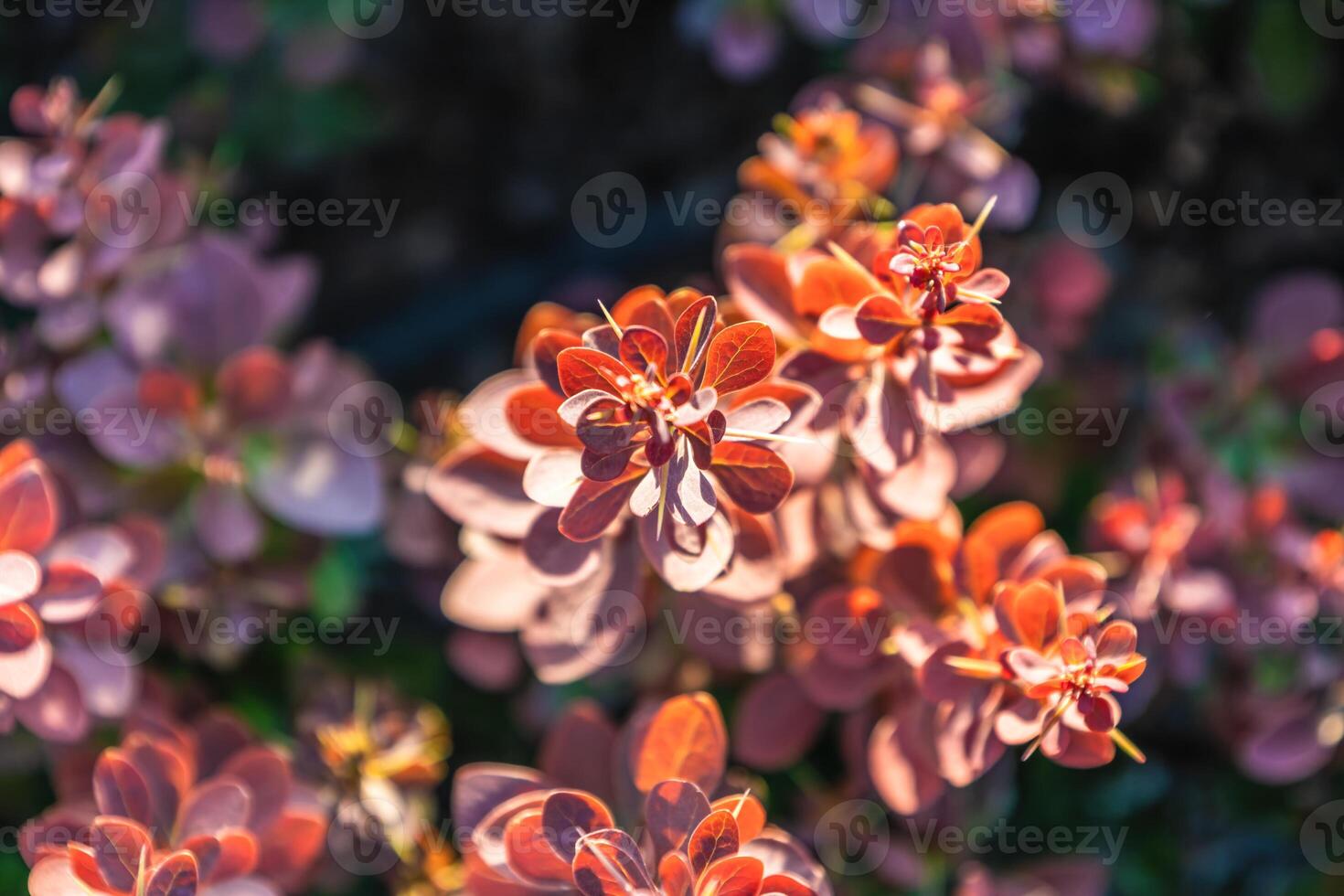 Background with a plant for screensaver or other needs photo