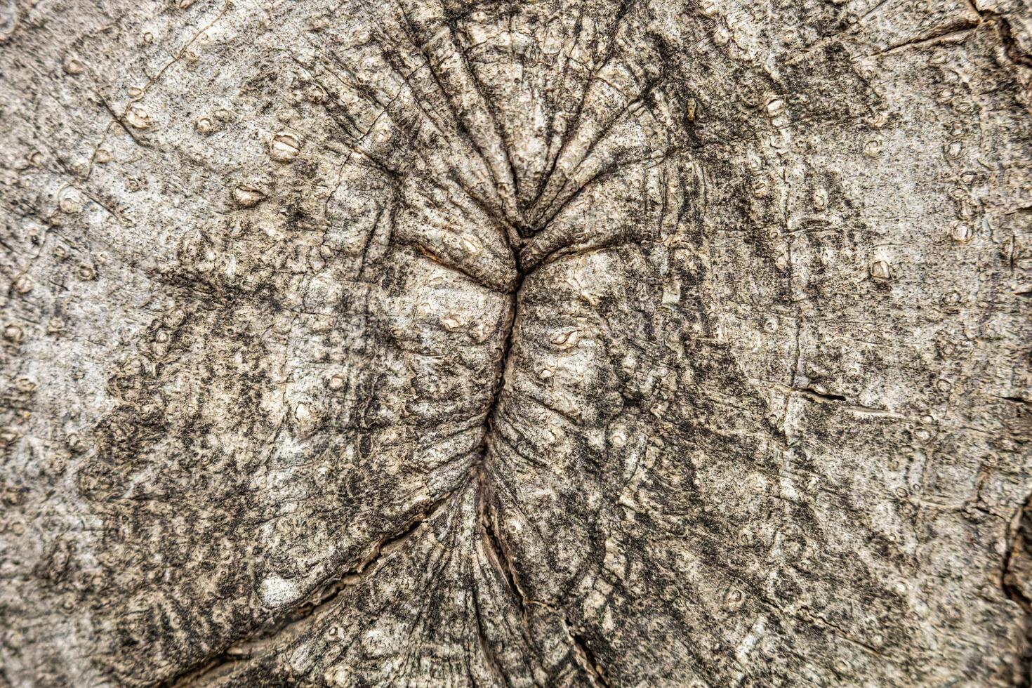 Granular material, solid wood with a structural surface for design textures. Grunge panel with rough coating photo