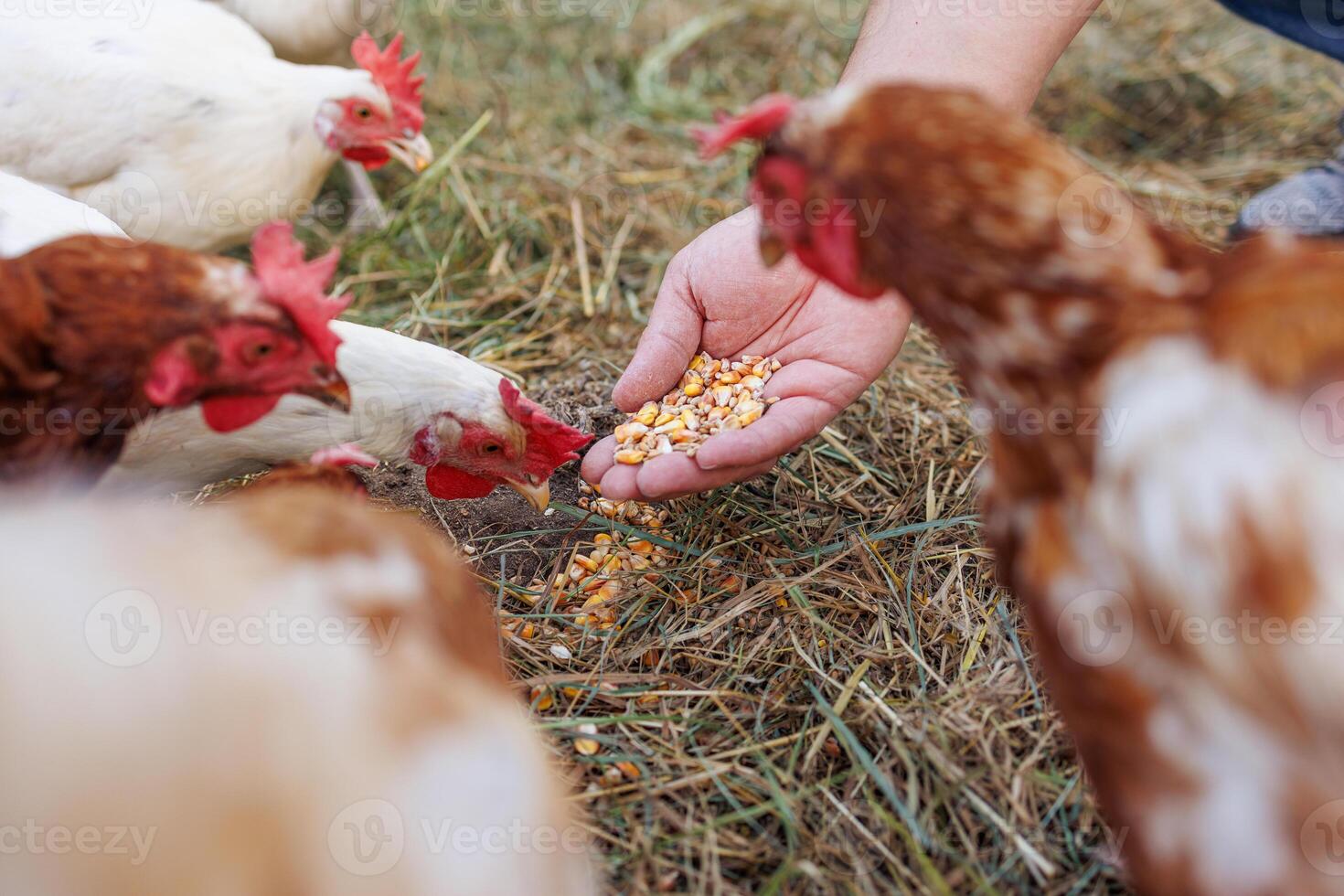 farmer feeds chickens with grain by hand on eco poultry farm, Feeding chickens on the farm photo