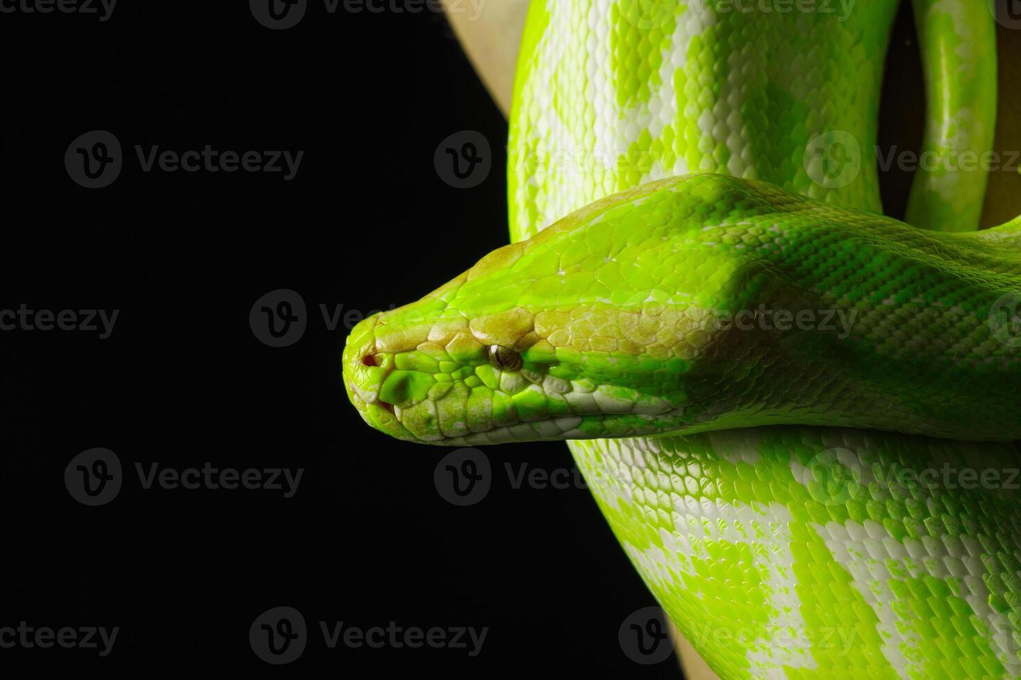 Giant wooden green snake python, on dark isolated background photo