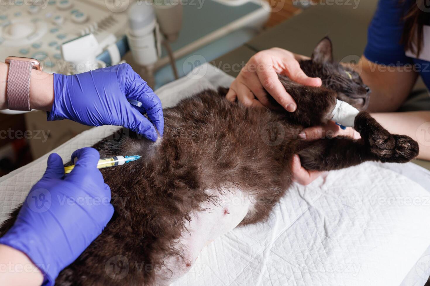 veterinarian doctor gives an injection to an animal cat, veterinarian administers anesthesia to the animal before surgery photo
